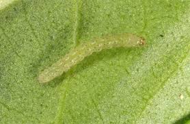 Attēlu rezultāti vaicājumam “Lacanobia oleracea”