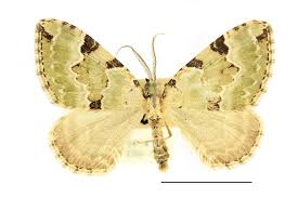 Attēlu rezultāti vaicājumam “Colostygia pectinataria”