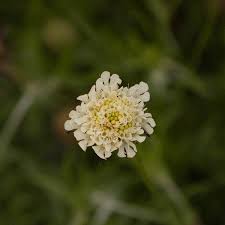 Image result for Scabiosa ochroleuca