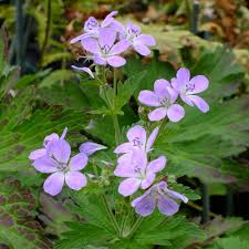 Attēlu rezultāti vaicājumam “Geranium sylvaticum”