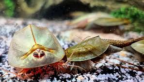 Attēlu rezultāti vaicājumam “Trichia longipalpis”