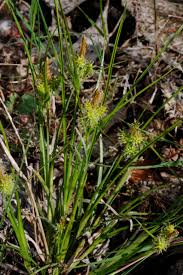 Attēlu rezultāti vaicājumam “Carex viridula”