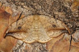 Attēlu rezultāti vaicājumam “Drepana falcataria”