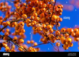 Attēlu rezultāti vaicājumam “Malus x zumi fruit”