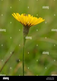 Attēlu rezultāti vaicājumam “Leontodon autumnalis  flower”