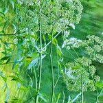 Attēlu rezultāti vaicājumam “Cicuta virosa”