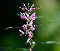 Attēlu rezultāti vaicājumam “Leonurus cardiaca”