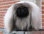 DOG SHOW POOP: 2010-