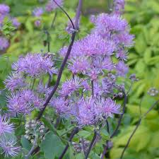 Attēlu rezultāti vaicājumam “Thalictrum aquilegifolium flower”