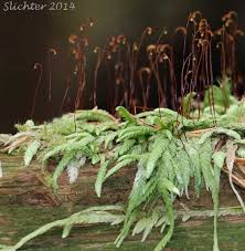 Attēlu rezultāti vaicājumam “Plagiothecium sp.”