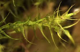 Attēlu rezultāti vaicājumam “Amblystegium serpens”