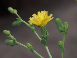 Attēlu rezultāti vaicājumam “Lactuca sativa flower”