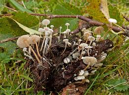 Attēlu rezultāti vaicājumam “Collybia cirrhata”