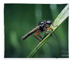 Attēlu rezultāti vaicājumam “Bibionidae”