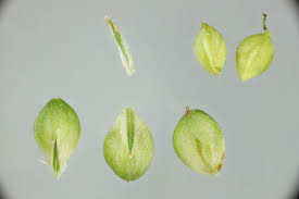 Attēlu rezultāti vaicājumam “Carex capillaris fruit”