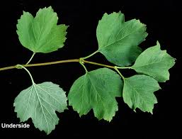 Attēlu rezultāti vaicājumam “Viburnum opulus bud”