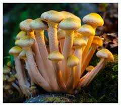 Attēlu rezultāti vaicājumam “Armillaria mellea”