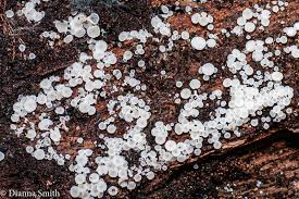 Attēlu rezultāti vaicājumam “Lachnum virgineum”