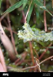 Attēlu rezultāti vaicājumam “Lophocolea bidentata”
