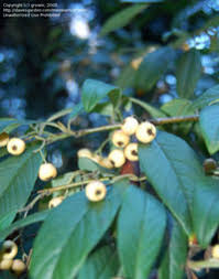 Attēlu rezultāti vaicājumam “Cotoneaster multiflorus fruit”