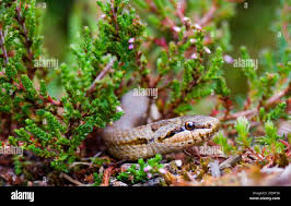 Attēlu rezultāti vaicājumam “Coronella austriaca adult”