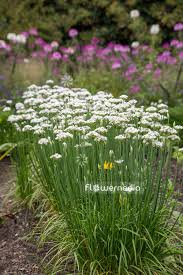 Image result for Allium tuberosum