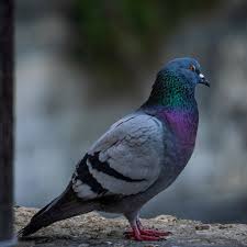 Attēlu rezultāti vaicājumam “Columba livia f. domestica adult”