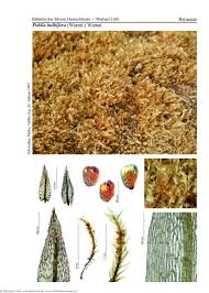 Attēlu rezultāti vaicājumam “Pohlia bulbifera”