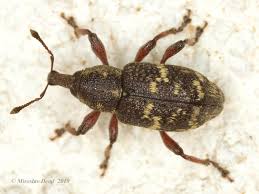 Attēlu rezultāti vaicājumam “Hylobius pinastri”