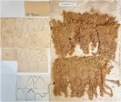 Attēlu rezultāti vaicājumam “Sphagnum balticum”