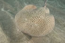 Image result for Torpedo marmorata