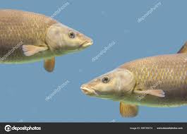 Image result for Barbus barbus