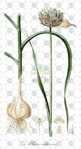 Attēlu rezultāti vaicājumam “Allium sativum fruit”