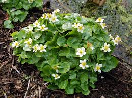 Attēlu rezultāti vaicājumam “Caltha palustris”