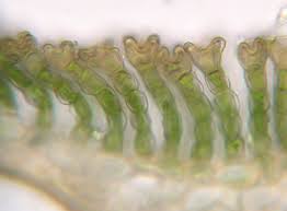 Attēlu rezultāti vaicājumam “Polytrichum commune var. perigoniale”