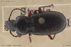 Attēlu rezultāti vaicājumam “Pterostichus aterrimus”