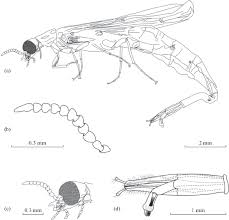 Attēlu rezultāti vaicājumam “Lymexylidae”