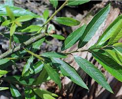 Attēlu rezultāti vaicājumam “Salix”