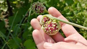 Attēlu rezultāti vaicājumam “Allium sativum bud”