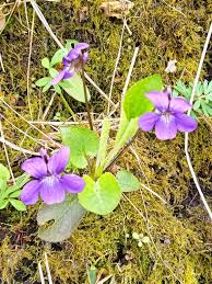 Attēlu rezultāti vaicājumam “Viola hirta”