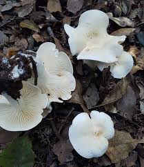 Attēlu rezultāti vaicājumam “Tricholoma album”