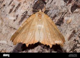 Attēlu rezultāti vaicājumam “Ennomos erosaria”