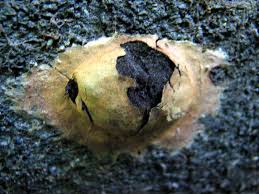 Attēlu rezultāti vaicājumam “Fuligo leviderma macro”