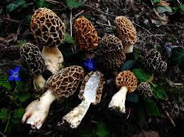 Attēlu rezultāti vaicājumam “Morchella esculenta”