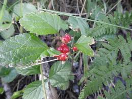 Attēlu rezultāti vaicājumam “Rubus saxatilis fruit”