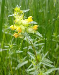 Attēlu rezultāti vaicājumam “Rhinanthus minor”