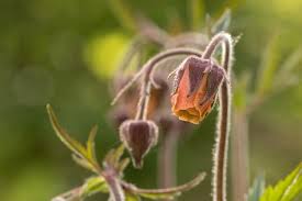 Attēlu rezultāti vaicājumam “Geum rivale bud”