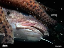 Image result for Gadus macrocephalus