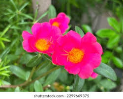 Attēlu rezultāti vaicājumam “Portulacaceae”