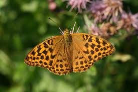 Attēlu rezultāti vaicājumam “Argynnis paphia”